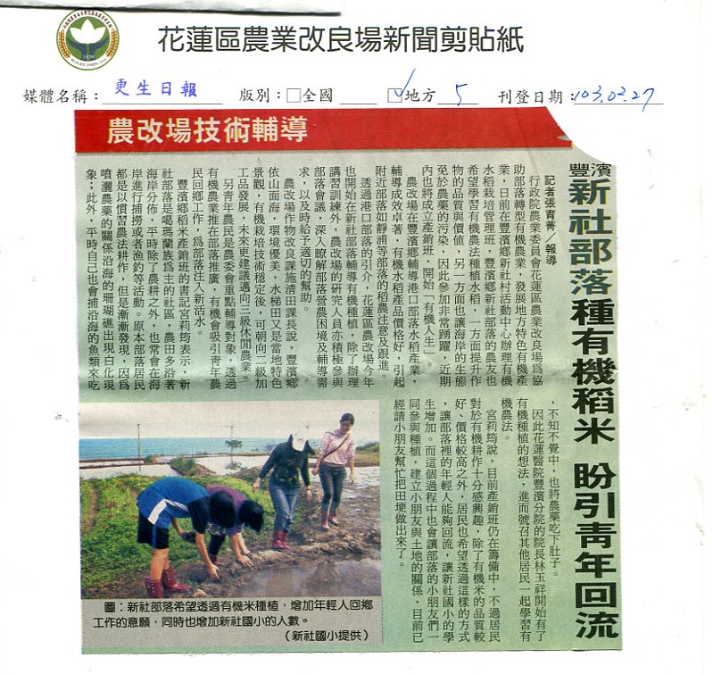 新社部落種有機稻米 盼引青年回流