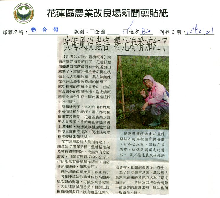 吹海風沒蟲害 曙光海番茄紅了--1040121聯合報