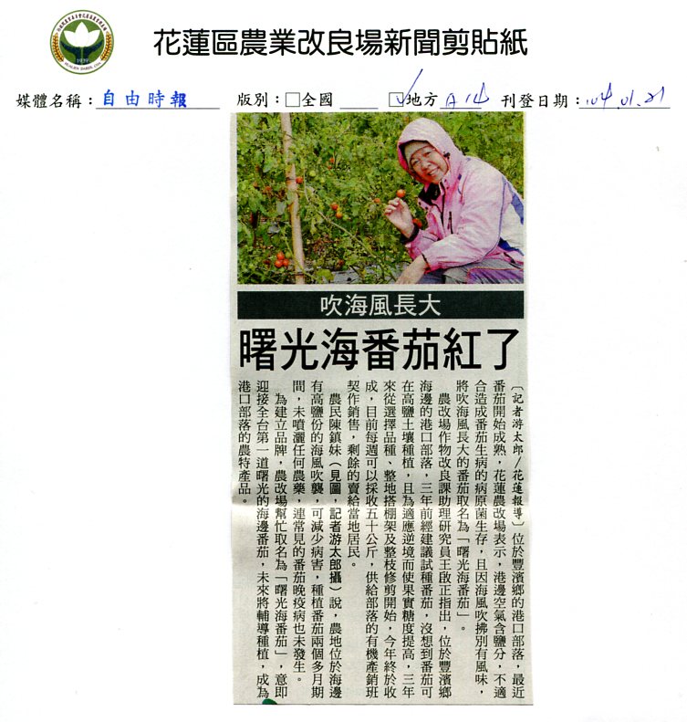 吹海風長大  曙光海番茄紅了--1040121自由時報