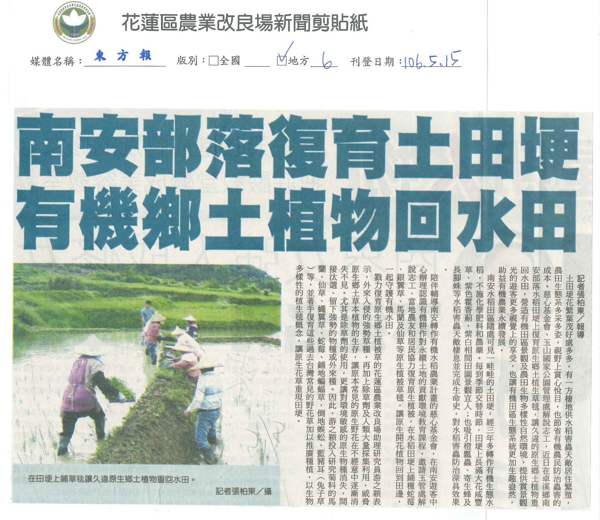 南安部落復育土田埂　有機鄉土植物回水田-1060515東方報