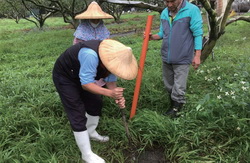 於田間埋設土壤水分張力計，以監測土壤水分含量變化