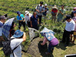 示範農友林東海說明有機中草藥栽培要點與經驗