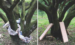 在樹幹基部圍繞摺皺之報紙，或是重疊之木版，誘引雌蟲產卵