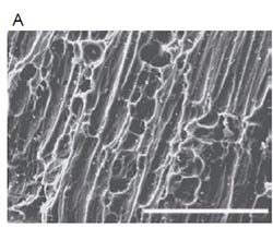 電子顯微鏡下之生物炭的表面和孔隙結構圖，Bar=100μm（摘自 Jaafar 等人 2014 之研究）