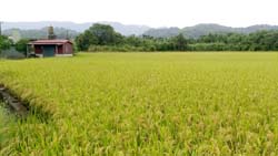 本場於芭奈稻米生產合作社之示範田，收穫前稻 田景色