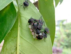 剛孵化的荔枝椿象若蟲聚集成群，此時為最佳施藥時機