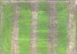 本場壬酸測試結果，施用3天後顯示其闊葉草防治效果佳(土色條帶為壬酸處理區，綠色條帶為無處理對照區)