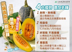 本場抗病毒南瓜新品種友旺開賣! 本場抗病毒南瓜新品種友旺開賣!