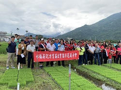 本場研發新配方育苗土，讓農民免受無土可用之窘境，且新配方不含稻殼與田土，可降低病蟲害傳染風險