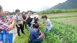 公所及農會人員至田間學習辨認秋行軍蟲，已及玉米受害症狀