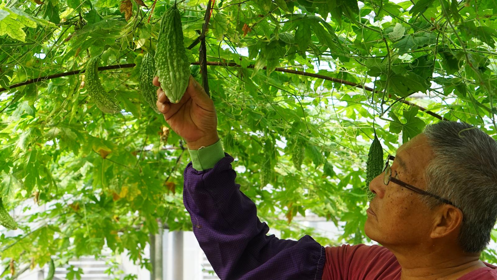 呂賢良也非常看好山苦瓜的未來潛力