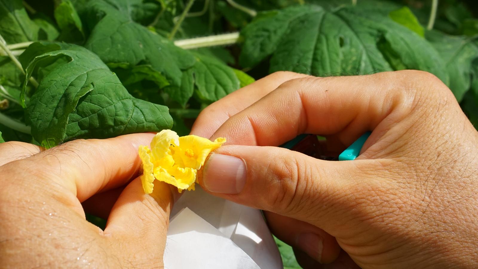 山苦瓜的授粉都是以人工來進行