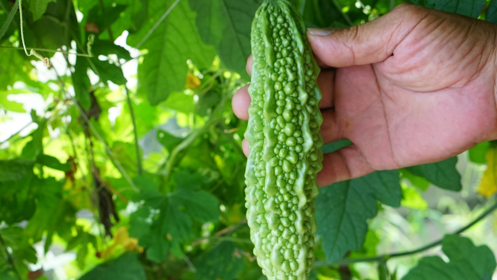 山苦瓜花蓮1號~7號，個個都是強棒