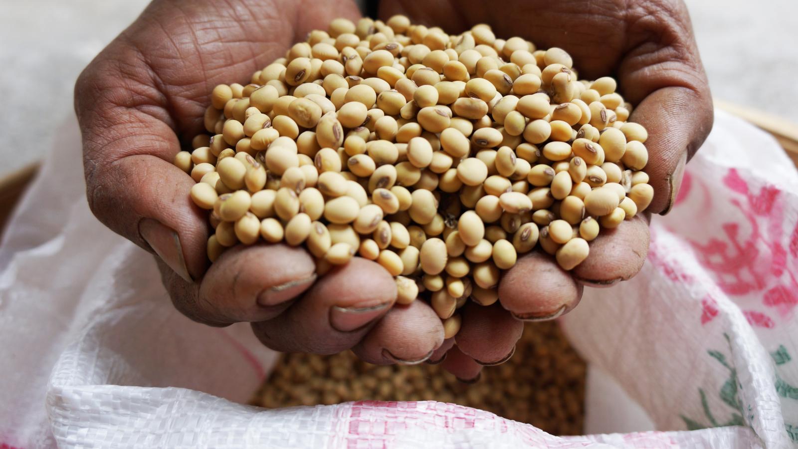 稀少且珍貴的大豆花蓮一號，在注重保建的現代表現亮眼