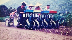 開著水芋移植機來種植芋頭