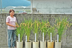 花蓮農改場幾項重要的稻作育種過程，羅桂春都有參與，對此她覺得很有成就感