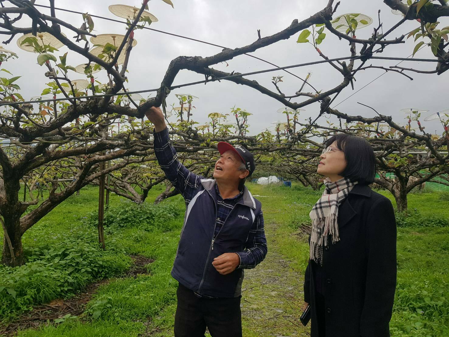 杜麗華場長(右)至游漢益農友(左)果園，了解高接梨梨穗受寒流影響之情形