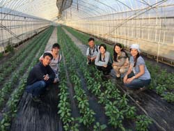 天敵銀行植物在日本成功推廣至農民端(左一)應用