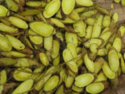 黃芩每年3月份種植，10-11月份採收，根部經妥善處理保存，可維持一年良好品質