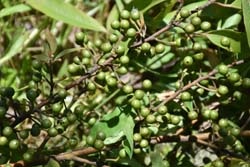 山胡椒未成熟時為綠色，播種應選擇黑色種子，並經過處理才能提高發芽率