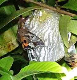 本場至頭城番石榴園區夜間調查，確認是吸果夜蛾危害，此蟲可刺穿塑膠袋刺吸果實