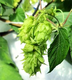 啤酒花植株於開花時期產生淡綠色鱗片狀花序