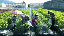 紫蘇年初栽培後，5月起可持續採收嫩葉至8月底