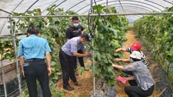 本場杜麗華場長及甜瓜研究團隊，至旺山休閒農場了解新品種脆質甜瓜生長情形