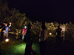本場首次召開夜間觀摩會，並實地至番石榴果園展示旋轉避蛾燈的效果