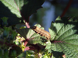 斜紋夜蛾取食量大，是紫蘇需防治的頭號害蟲