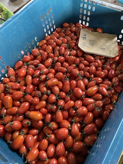 友愛番茄11月在美濃實際的生長及採收情形