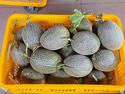 壯圍資深瓜農官漢煤露天種出「卡蜜拉」，為目前宜蘭哈密瓜中最高價，每台斤破百元大關