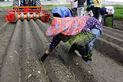 只本場研發白頭韭菜作畦機，可為農友節省人力成本95%