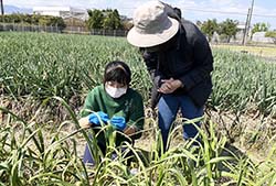 本場吳佳宜助研員(左)至宜蘭田區採集蒜葉及種球，測定是否有帶病毒，以及病毒種類，將持續收集樣本，以建立健康種苗技術