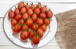 新品種番茄　花蓮24號友愛