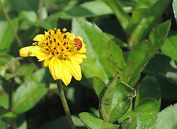 原生野花植物、獨居蜂旅館及猛禽棲架為農田吸引許多好幫手
