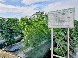 壯圍鄉哈密瓜導入IPM，植株生長與病蟲害管理良好
