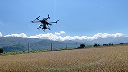 本場測試於水稻收穫前、後，分別以無人機撒播蕎麥種子