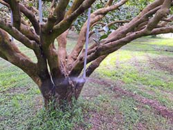 樹梢高度的供水管路灌溉供水