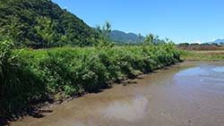 水稻田埂及邊坡以原民植被進行營造
