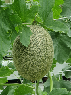 宜蘭夏秋季種植之脆質哈密瓜「卡蜜拉」品種 宜蘭夏秋季種植之脆質哈密瓜「卡蜜拉」品種