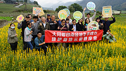 本場輔導四南地區種植綠肥作物，期望能改良土壤，提升甘藍品質