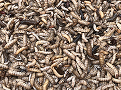 本場以轄區大宗作物剩餘料源為飼料基質，進行黑水虻養殖試驗，除了調配不同的碳氮比及發酵方法，另外也從一桶桶人工飼養到現在半自動養殖塔飼養