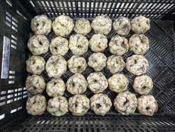 預備進行試驗，已完成根部去除的有機食用百合