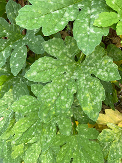 白粉病好發於不通風的下位葉處