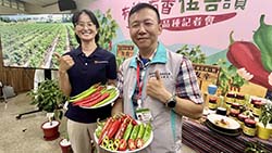 本場與世界蔬菜中心共同育成辣椒新品種，育種者為本場王啓正副研員(右)、世界蔬菜中心林世雯副研員(左)