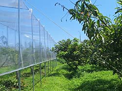 本場與玉里產銷班第7班班員合作，於果園內架設簡易設施，在氣候不佳的著果季節維持蟲媒昆蟲的活力，芒果產量提高3倍以上