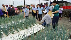 本場將進口及國產降溫材質應用於果實套袋及畦面覆蓋,降低環境溫度,提升作物的產量與品質(左圖為番石榴套袋,正面是泰維克材質;右圖為青蔥畦面覆蓋使用泰維克及袂燒根降溫材質) 本場將進口及國產降溫材質應用於果實套袋及畦面覆蓋,降低環境溫度,提升作物的產量與品質(左圖為番石榴套袋,正面是泰維克材質;右圖為青蔥畦面覆蓋使用泰維克及袂燒根降溫材質)