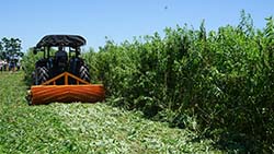 本場嘗試不整地栽培試驗，左圖為先種植綠肥作物(圖為太陽麻)，再以滾壓式輾草機壓成草毯，隨後再以不整地真空播種機直接播種(右圖)