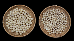 月眉種(左)與晚生種(右)之鱗莖對照(Bar=5cm)